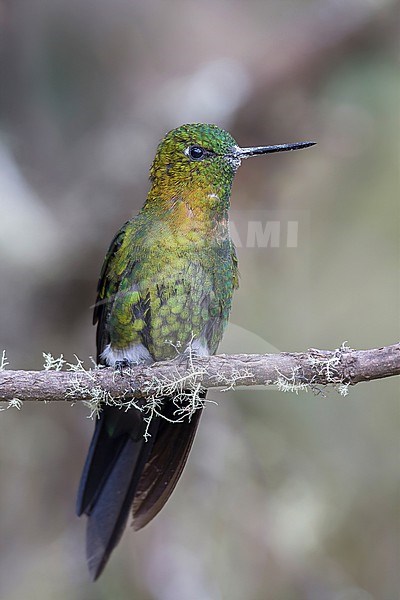 Golden-breasted Puffleg (Eriocnemis mosquera) at PNN Los Nevados, Colombia. stock-image by Agami/Tom Friedel,