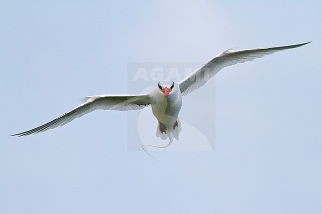 Red-billed Tropicbird (Phaethon aethereus mesonauta) flying near the coast of Trinidad and Tobago. stock-image by Agami/Glenn Bartley,