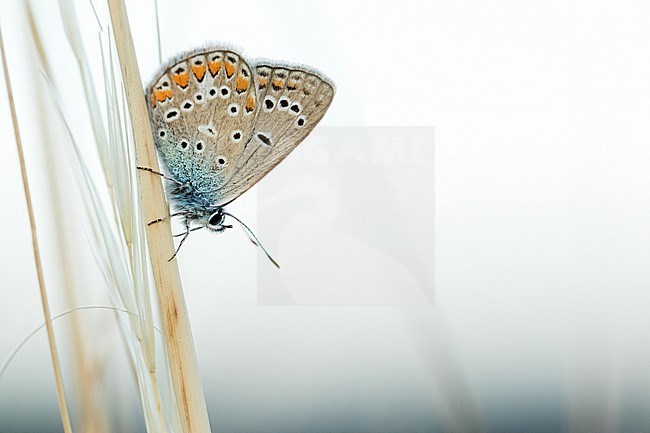 Imago of a Chapman's Blue (Polyommatus thersites) in Romania. Resting in tall grass. stock-image by Agami/Ralph Martin,