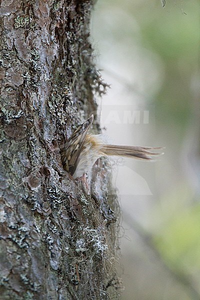 Eurasian Treecreeper - Waldbaumläufer - Certhia familiaris ssp. macrodactyla, Austria stock-image by Agami/Ralph Martin,