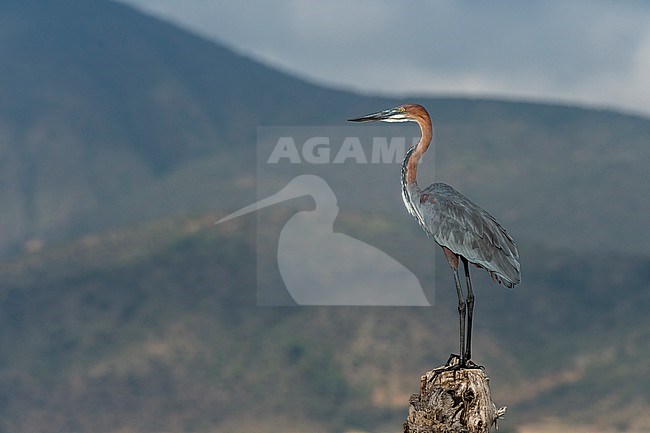 A Goliath heron, Ardea goliath, perched on the dead tree. Kenya, Africa. stock-image by Agami/Sergio Pitamitz,