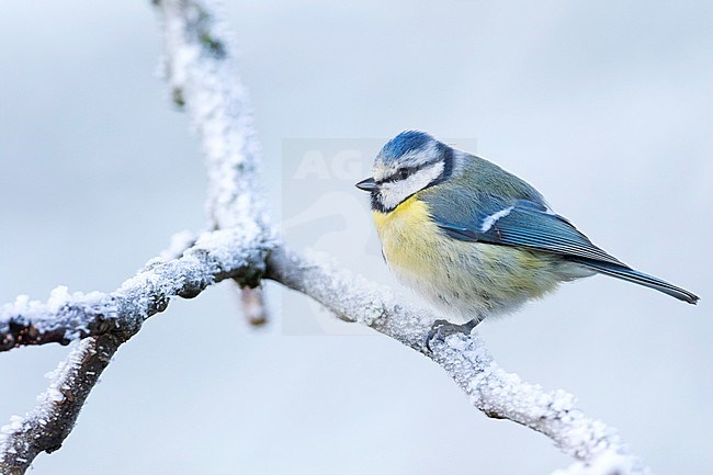 Adult Blue Tit (Cyanistes caeruleus caeruleus) in Germany. Perched on a snow covered branch during a cold winter. stock-image by Agami/Ralph Martin,