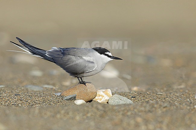 Adult breeding
Seward Peninsula, AK
June 2018 stock-image by Agami/Brian E Small,