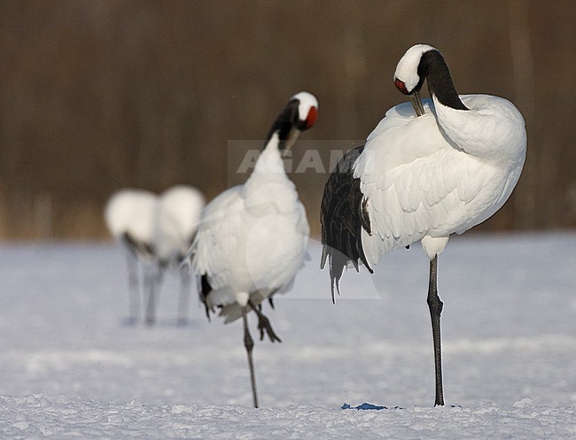 Endangered Red-crowned Crane (Grus japonensis) on Hokkaido in Japan during winter. Couple of birds preening. stock-image by Agami/Marc Guyt,