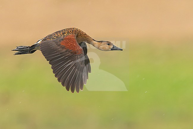 Wandering Whistling-Duck (Dendrocygna arcuata) in flight in Papua New Guinea stock-image by Agami/Dubi Shapiro,