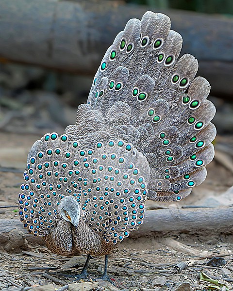 Grey peacock-pheasant (Polyplectron bicalcaratum), also known as Burmese peacock-pheasant, in Thailand. stock-image by Agami/Dani Lopez-Velasco,