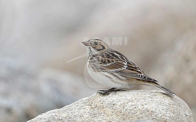 Autumn plumaged Lapland Bunting (Calcarius lapponicus), at Malmö, Sweden. stock-image by Agami/Helge Sorensen,