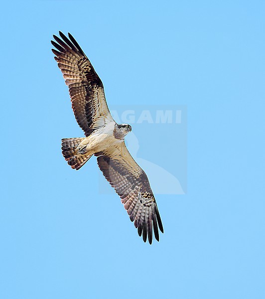 Adult female Osprey (Pandion haliaetus) flying against a blue sky as a background, Czech Republic stock-image by Agami/Tomas Grim,
