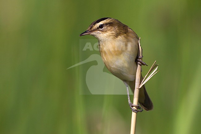 Rietzanger op stengel; Sedge Warbler on stem stock-image by Agami/Daniele Occhiato,
