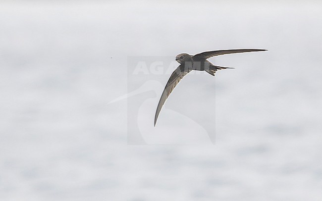 Common swift (Apus apus) in flight above a lake, catching an insect. stock-image by Agami/Lennart Verheuvel,