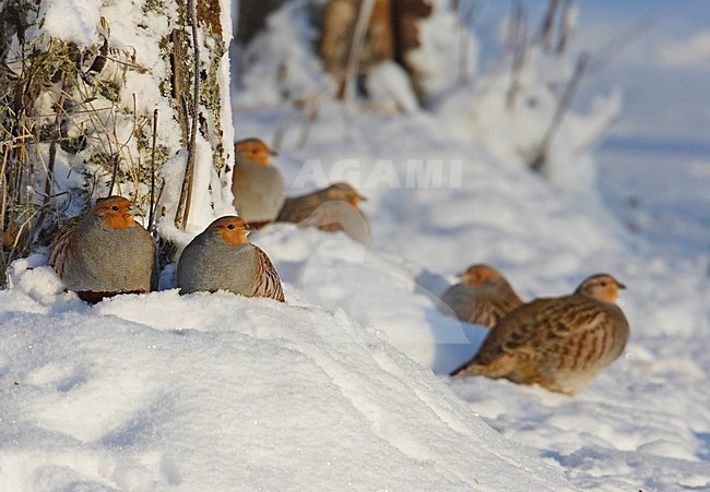 Grey Partridge in the snow, Patrijs in de sneeuw stock-image by Agami/Markus Varesvuo,