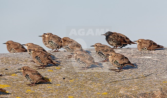 Groep jonge Spreeuwen, Group immature Common Starlings stock-image by Agami/Markus Varesvuo,