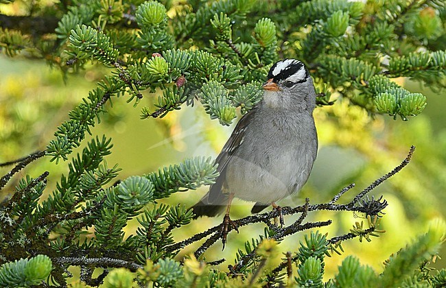 The White-crowned Sparrow is one of the most common birds of the boreal taiga forest of North America. stock-image by Agami/Eduard Sangster,