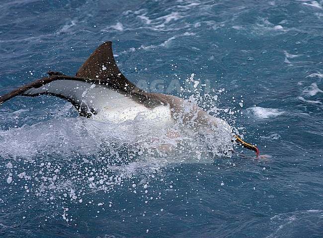 Adult Atlantic Yellow-nosed Albatross (thalassarche chlororhynchos) in the Southern Atlantic Ocean. Diving for food just below the surface of the ocean. stock-image by Agami/Marc Guyt,