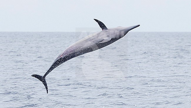 Spinner Dolphin (Stenella longirostris) in spinning motion, part of a series, taken on the Ombai Strait, Timor-Leste, showing belly. stock-image by Agami/Lennart Verheuvel,