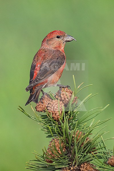 Adult male
Jefferson Co., CO
June 2023 stock-image by Agami/Brian E Small,