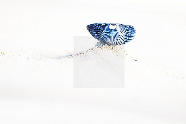 Empty shell of of a Common Cockle (Cerastoderma edule) on the beach of Wadden Island Texel in the Netherlands. stock-image by Agami/Wil Leurs,