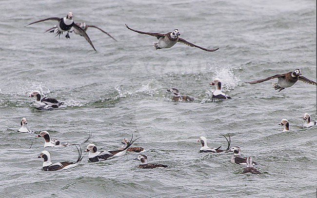 Long-tailed Duck (Clangula hyemalis) stock-image by Agami/Lennart Verheuvel,