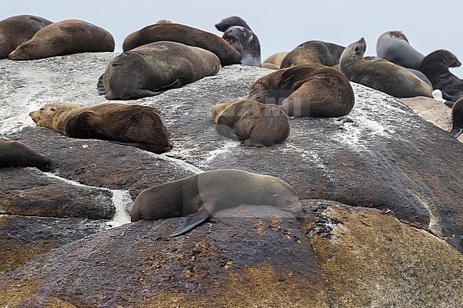 Cape Fur Seal (Arctocephalus pusillus), individuals resting on a rock, Western Cape, South Africa stock-image by Agami/Saverio Gatto,
