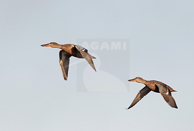 Groep vrouwtjes Slobeend in flight; Group of female Northern Shovelers in flight stock-image by Agami/Markus Varesvuo,