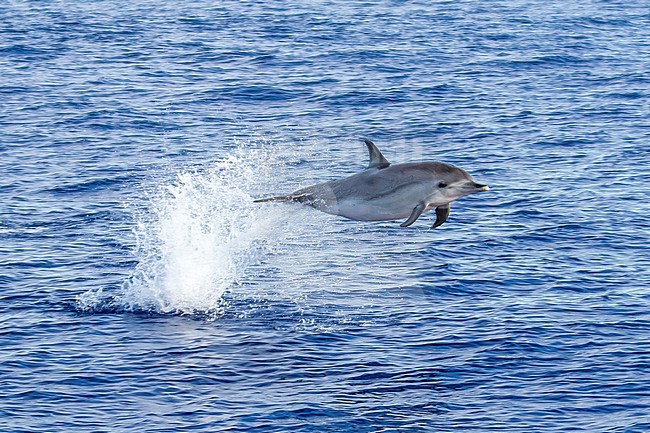 Probably young Atlantic spotted dolphin jumping over the sea off Graciosa, Azores. August 2012. stock-image by Agami/Vincent Legrand,