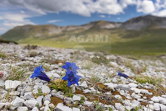 Trumpet Gentian (Gentiana dinarica), flowers in Alpine habitat, Abruzzo, Italy stock-image by Agami/Saverio Gatto,