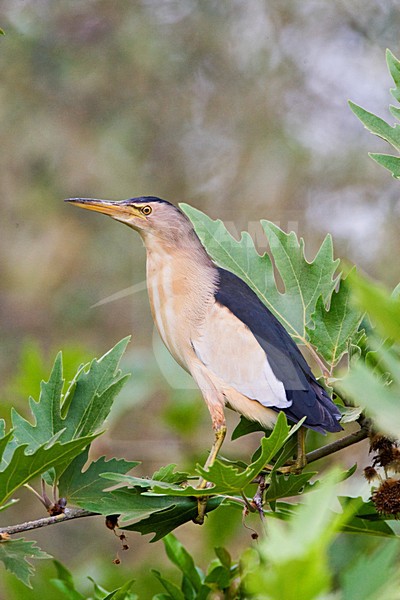 Mannetje Woudaap; Male Little Bittern stock-image by Agami/Marc Guyt,
