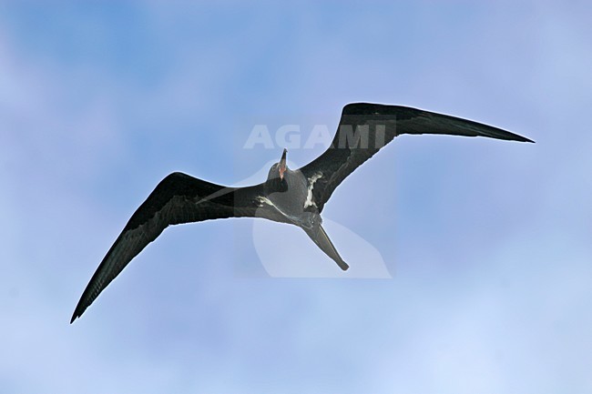 Vliegend mannetje Kleine Fregatvogel, Lesser Frigatebird male in flight stock-image by Agami/Pete Morris,