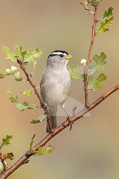 Adult
Santa Barbara Co., CA
November 2021 stock-image by Agami/Brian E Small,