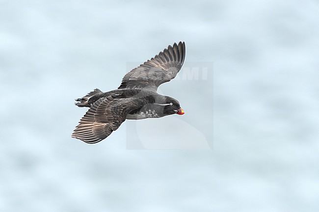 Subadult Parakeet Auklet (Aethia psittacula) on St Paul island, Alaska, United States. stock-image by Agami/Dani Lopez-Velasco,