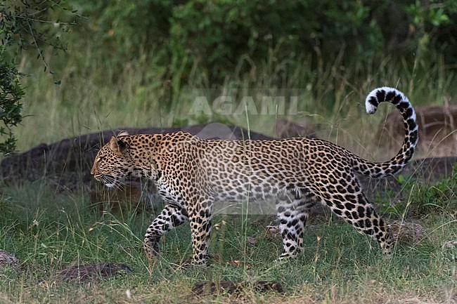 A leopard, Panthera pardus, walking. stock-image by Agami/Sergio Pitamitz,
