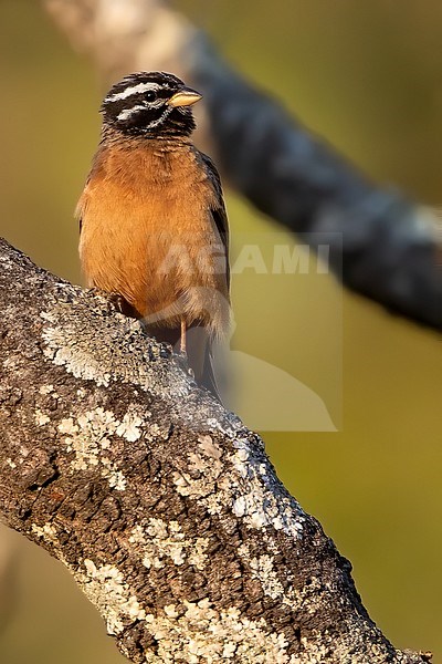Cinnamon-breasted Bunting (Emberiza tahapis) perched on a branch in Angola. stock-image by Agami/Dubi Shapiro,