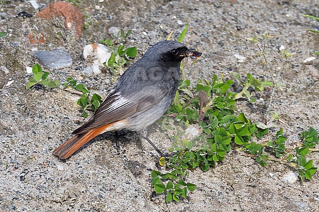 A female Black redstart, Phoenicurus ochruros, is seen with a mouth full of insects. Black Redstarts seem to favour building sites in The Netherlands of which there are always plenty around Amsterdam. stock-image by Agami/Jacob Garvelink,