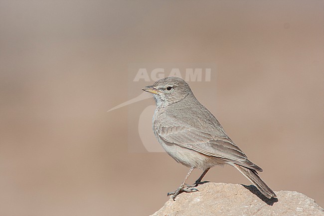 Desert Lark (Ammomanes deserti) at Fars, Iran. stock-image by Agami/Edwin Winkel,