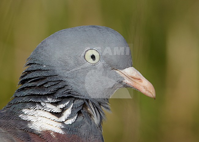 Houtduif close-up; Common Wood Pigeon close up stock-image by Agami/Markus Varesvuo,