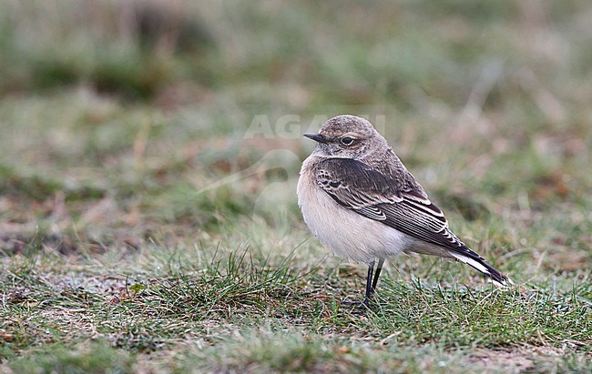 Pied Wheatear, Oenanthe pleschanka (1stWinter male), Skanör, Sweden stock-image by Agami/Helge Sorensen,