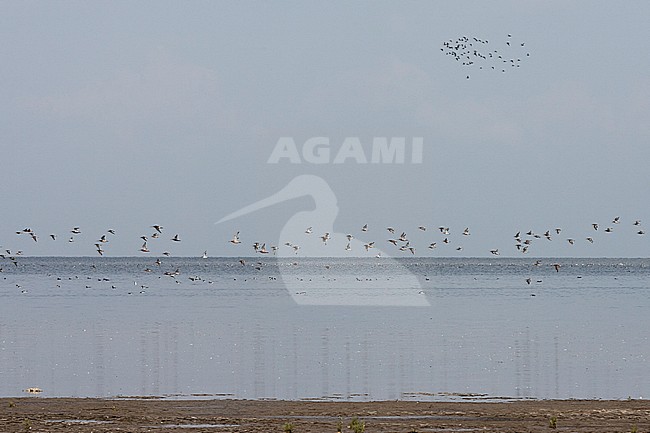 Grote groepen vogels in Westhoek; Bird flocks at Westhoek stock-image by Agami/Marc Guyt,