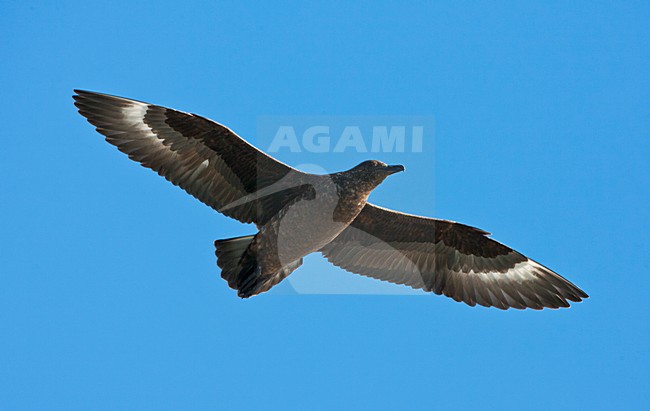 Tristan Skua, Stercorarius antarcticus hamiltoni stock-image by Agami/Marc Guyt,