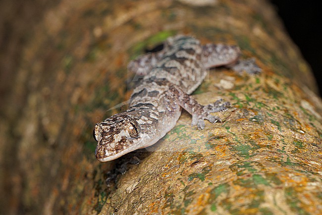 Príncipe Gecko (Hemidactylus principensis) taken the 27/10/2024 at Príncipe. stock-image by Agami/Nicolas Bastide,