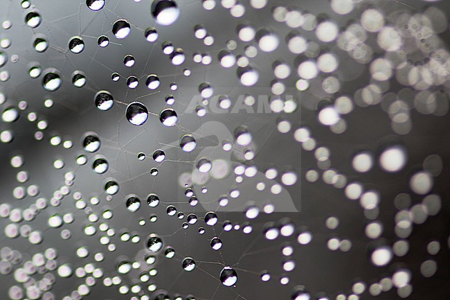 Spinnenweb met dauwdruppels, Spider web with Dew drops stock-image by Agami/Wil Leurs,