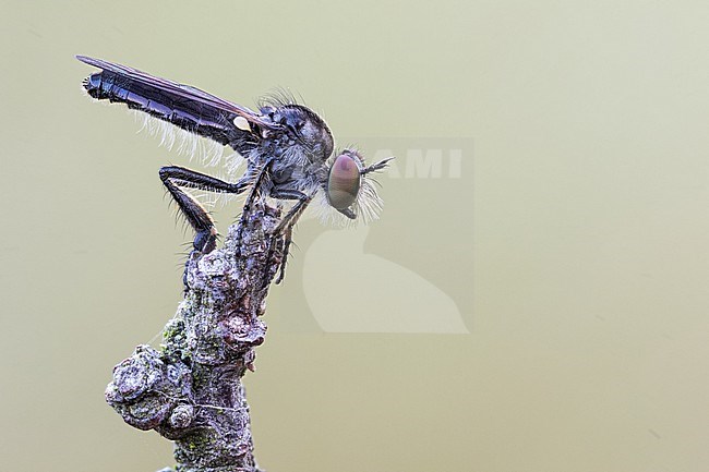 Holopogon fumipennis - Braune Rabaukenfliege, Germany (Baden-Württemberg), imago, female stock-image by Agami/Ralph Martin,