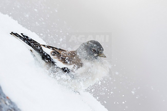 White-winged Snowfinch - Schneesperling - Montifringilla nivalis ssp. nivalis, adult, Swiss stock-image by Agami/Ralph Martin,