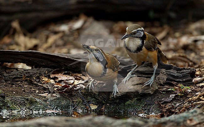 Greater Necklaced Laughingthrush (Pterorhinus pectoralis) at Kaeng Krachan National Park, Thailand stock-image by Agami/Helge Sorensen,