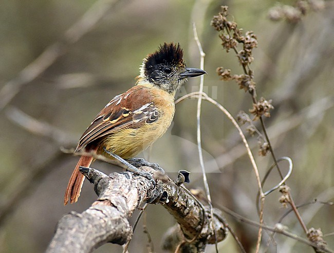 Collared Antshrike, Thamnophilus bernardi, in Chaparri Private Conservation Area in Lambayeque in northern Peru. stock-image by Agami/Laurens Steijn,