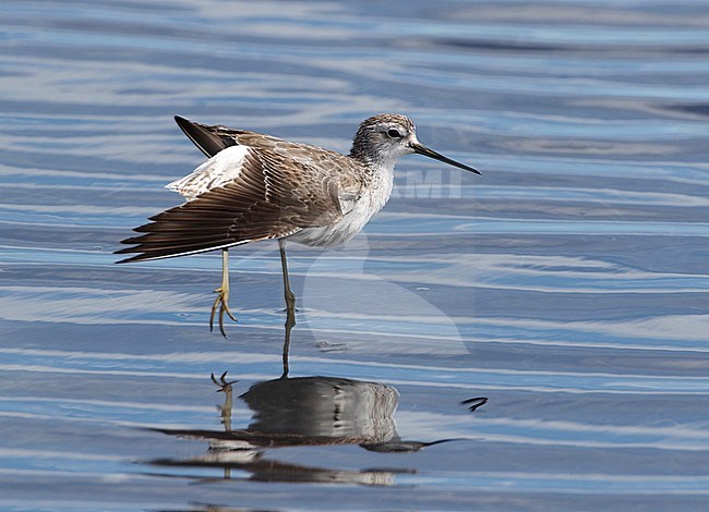 Wintering first-winter Marsh Sandpiper (Tringa stagnatilis) in South Africa. Standing in coastal shallow waters, stretching its wings. stock-image by Agami/Karel Mauer,