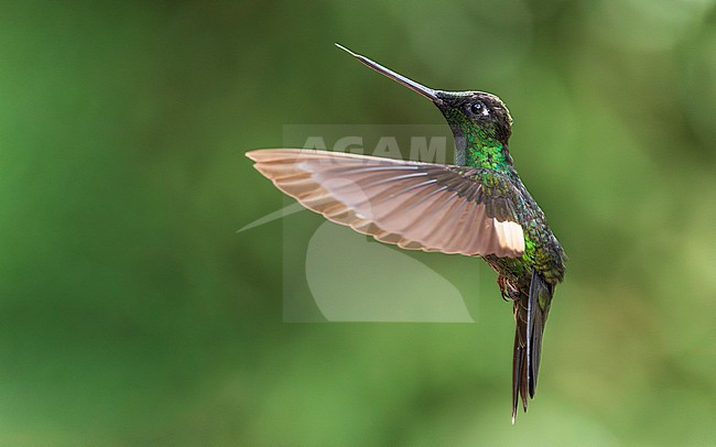 Buff-winged Starfrontlet (Coeligena lutetiae) stock-image by Agami/Lennart Verheuvel,