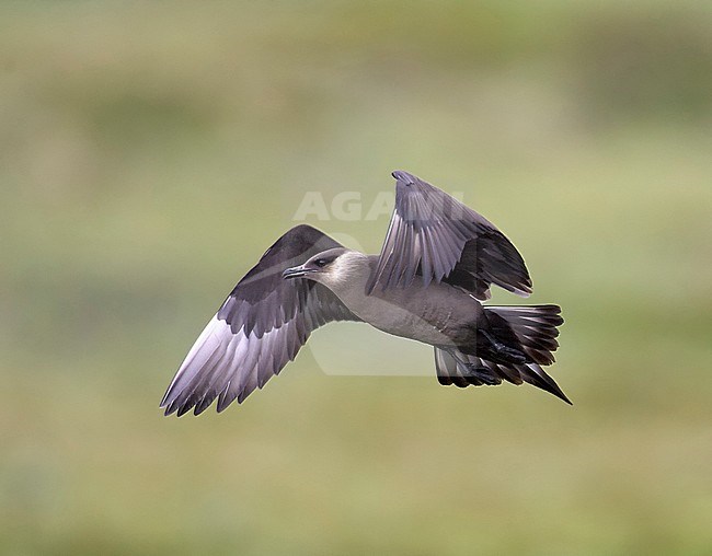 Arctic Skua (Stercorarius parasiticus) Norway July 2005 stock-image by Agami/Markus Varesvuo,