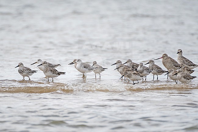 Nordmann's Greenshank (Tringa guttifer) with Great Knots (Calidris tenuirostris) at Laem Pak Bia, Thailand. stock-image by Agami/Pete Morris,