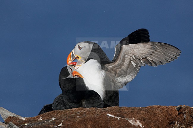 Gropeje vechtende Papegaaiduikers; Group of fighting Atlantic Puffins stock-image by Agami/Markus Varesvuo,