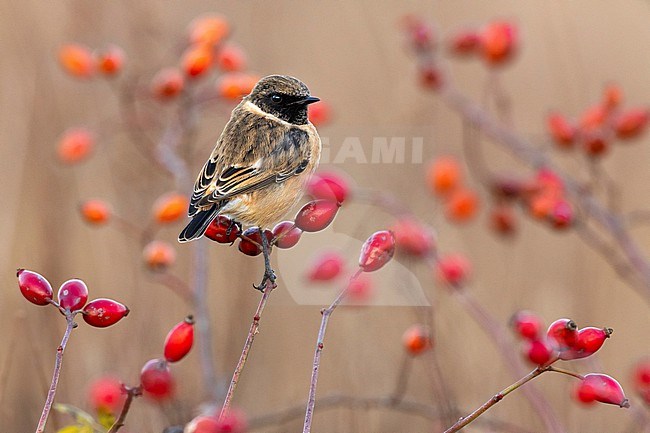 European Stonechat (Saxicola rubicola) in Italy. stock-image by Agami/Daniele Occhiato,